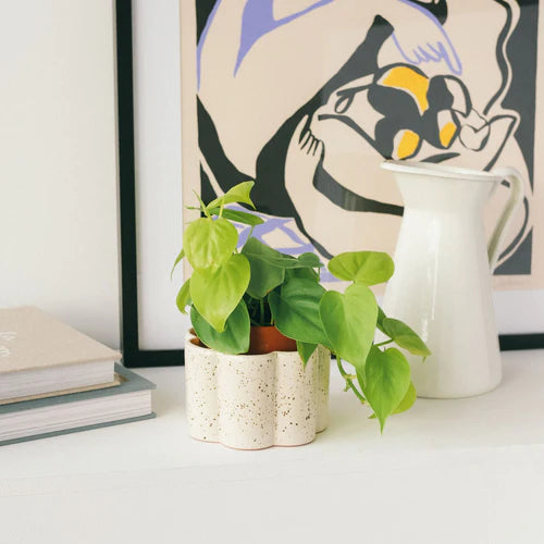 Paula réservoir d'eau PEP