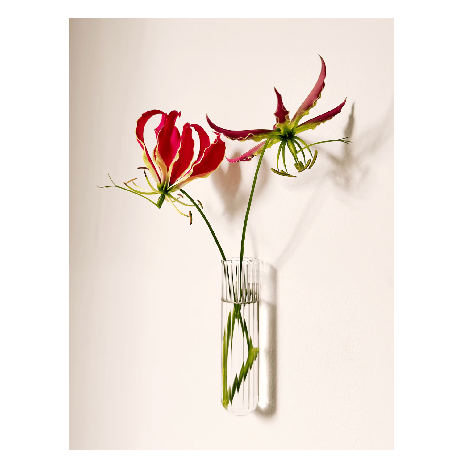 Vase tube verre XL WAL