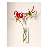 Vase tube verre XL WAL