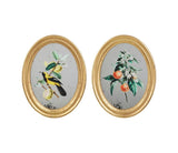 Cadre miroir décoratif fruits et oiseaux SEM